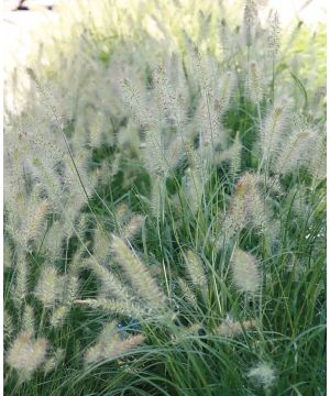 Pennisetum alocuroides Hameln