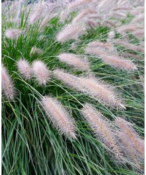 Tactile Tops Grass Trio