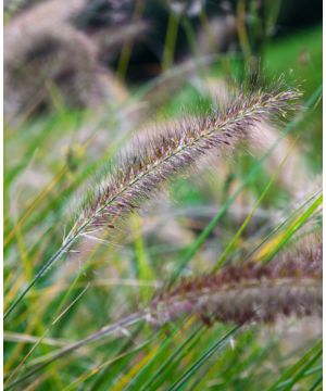 Pennisetum 'Little Bunny'