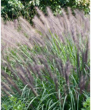 Pennisetum Moudry