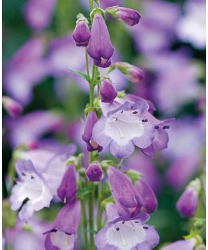 Penstemon Alice Hindley