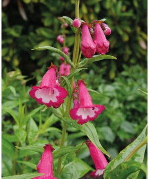 Penstemon Amelia Jane