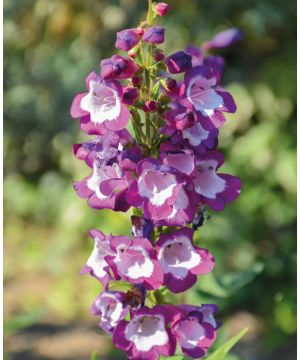 Penstemon Czar