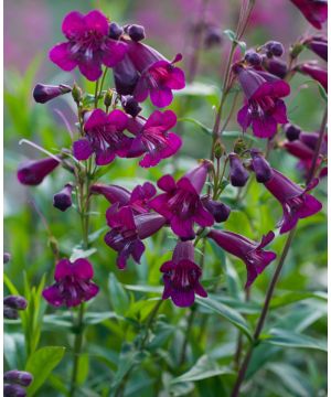 Penstemon 'Eleanor Young'