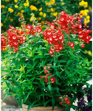 Penstemon Etna