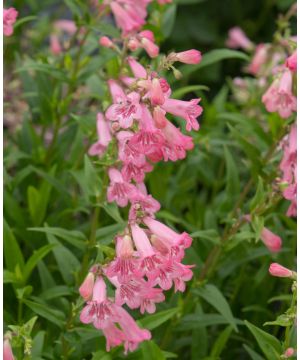 Penstemon Hidcote Pink