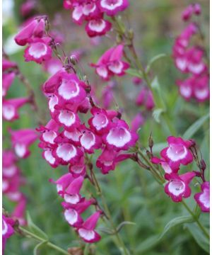 Penstemon Pensham Laura