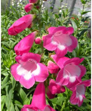 Penstemon Maurice Gibb