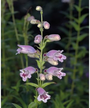 Penstemon 'Mother of Pearl