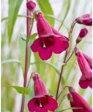 Penstemon Rich Ruby