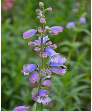 Penstemon Stapleford Gem