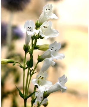 Penstemon Pensham Wedding Day