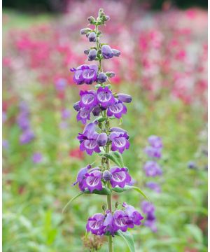Penstemon Pensham Westminster Belle