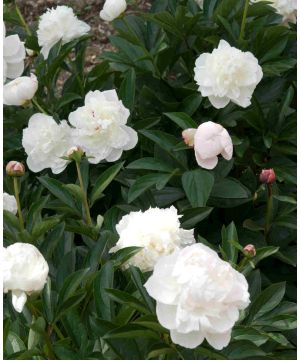 Duchesse de Nemours