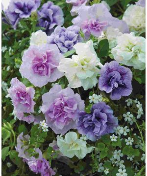 Petunia Double Tumbelina Nicola