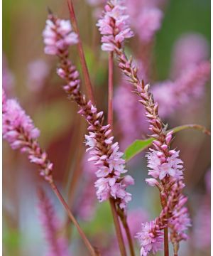 Persicaria ampl. Pink Elephant