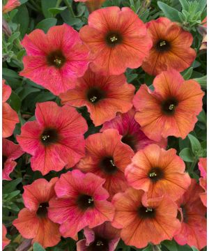 Petchoa Beautical Cinnamon