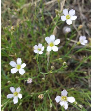 Petrorhagia saxifraga