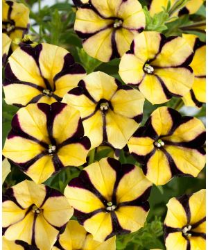 Petunia hybrida Aurora Ray Black