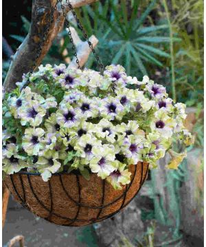 Petunia Amazonia Plum Cockatoo