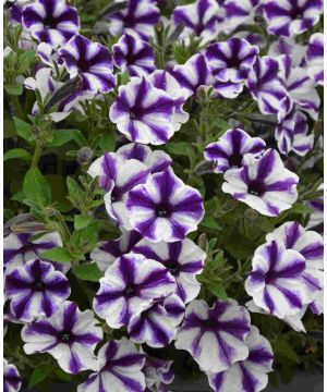 Petunia Blueberry Star