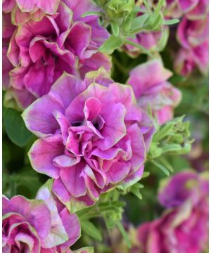Petunia Double Tumbelina Darcy Rosa