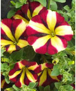 Petunia fortado Burgundy Vanilla