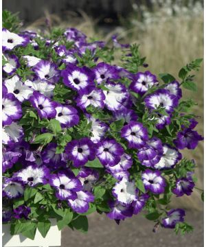 Petunia Fortado Midnight Moon