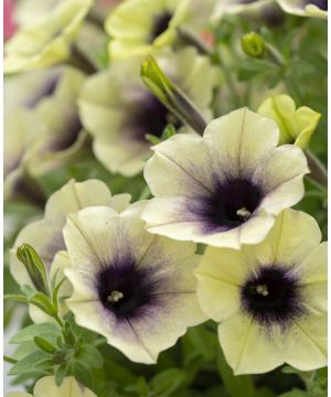 Petunia 'Fun House Total Eclipse'