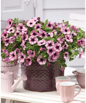 Petunia Gotunia Purple Vein