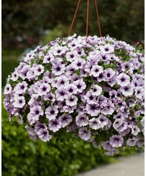 Surfinia Petunia Blue Vein 