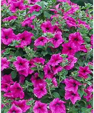 Surfinia Petunia Hot Pink