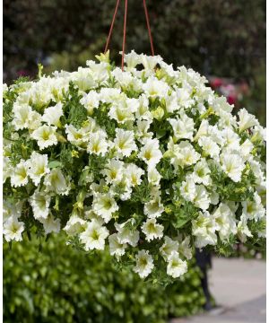 Surfnia Petunia Lime