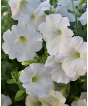 Surfinia Petunia Snow
