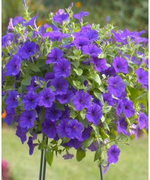 Surfinia Petunia Violet
