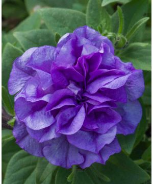 Petunia Double Tumbelina Sophia