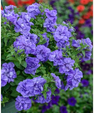 Petunia Double Tumbelina Sophia