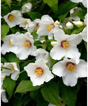Philadelphus Belle Etoile