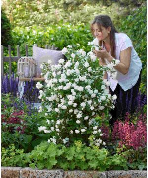 Philadelphus 'Pearls of Perfume'
