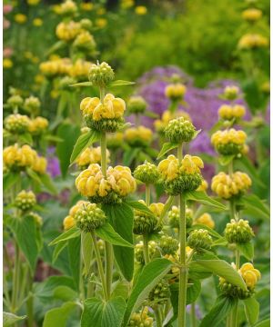 Phlomis Russeliana