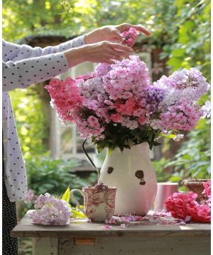 Phlox Sweet Summer Mix