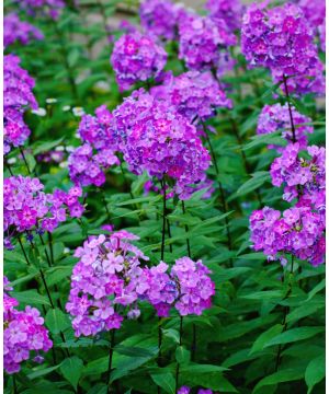 Phlox paniculata Laura