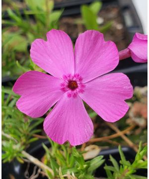 Phlox subulata McDaniel's Cushion