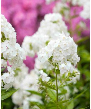 Phlox paniculata 'David'