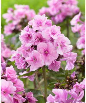 Phlox paniculata 'Zenobia'
