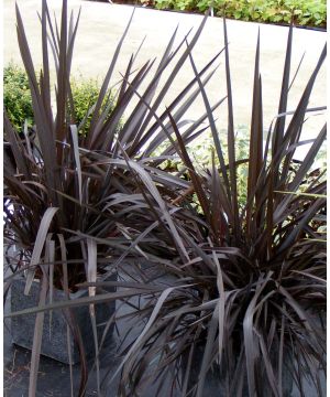 Phormium Black Velvet