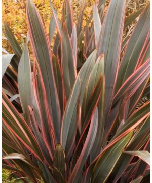 Phormium Sundowner