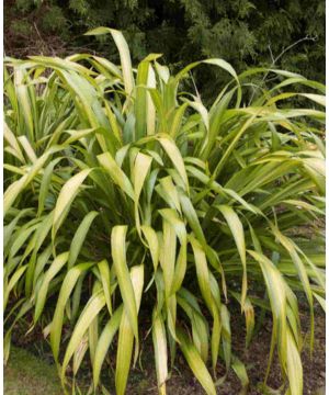 Phormium Yellow Wave