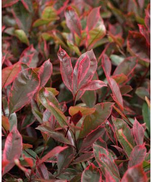 Photinia fraseri 'Louise'
