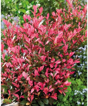 Photinia fraseri Little Fenna 